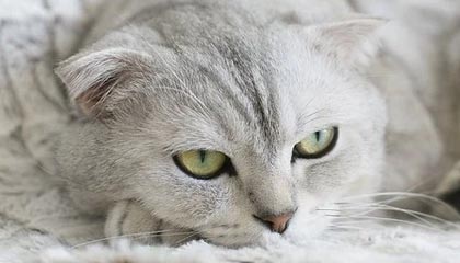 九游官网：引领正版游戏体验的官方入口